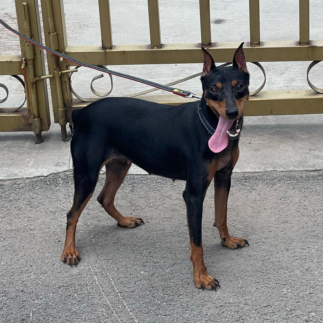 鲁A—迷你宾沙犬