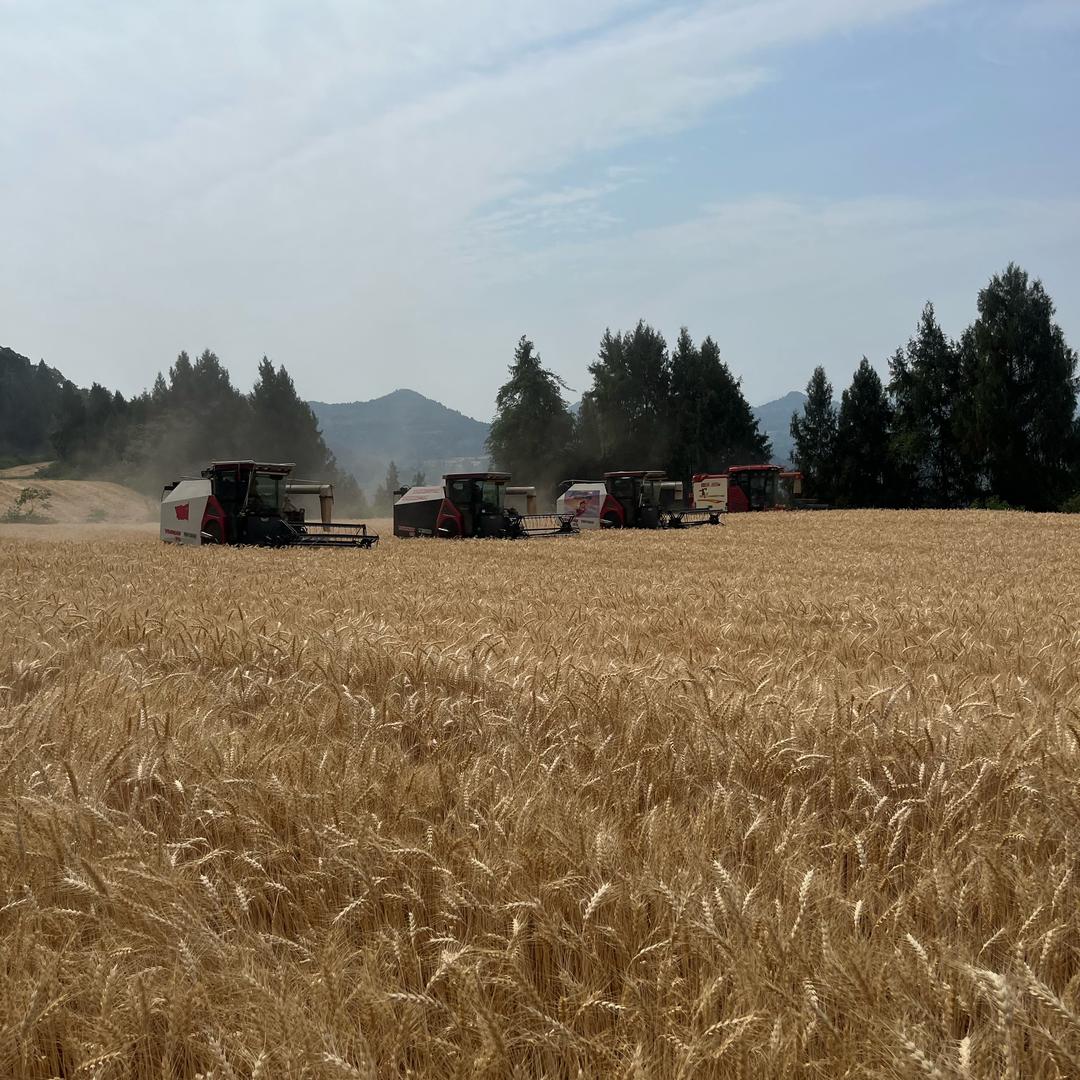 小彭 （仪陇县搞农业👋）🚜