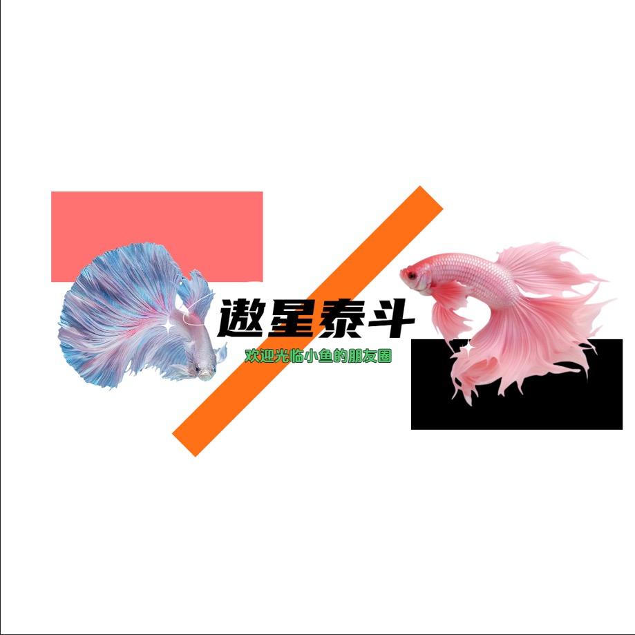 遨星-泰国斗鱼
