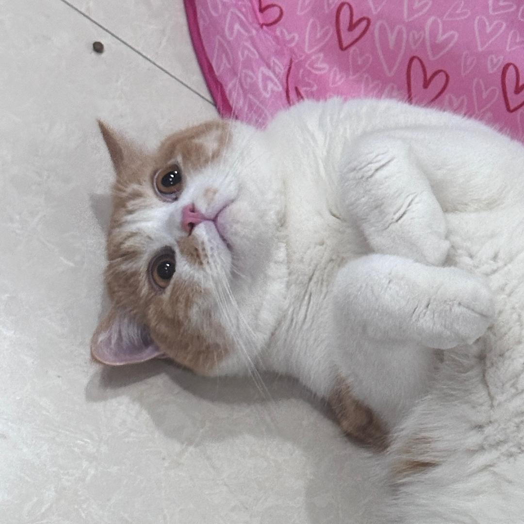 冻葡萄好吃
