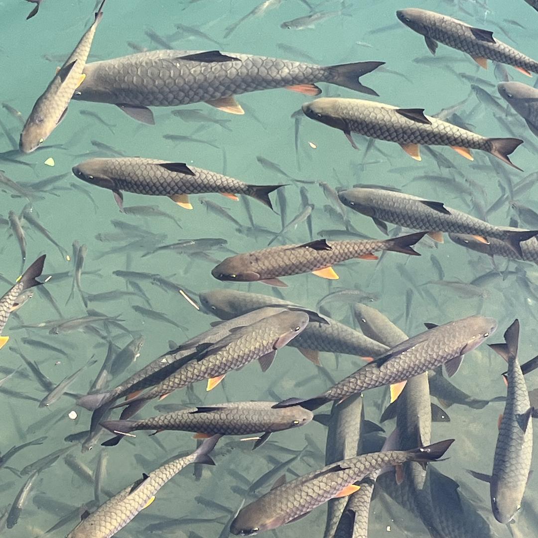 伶俐观赏鱼养殖场