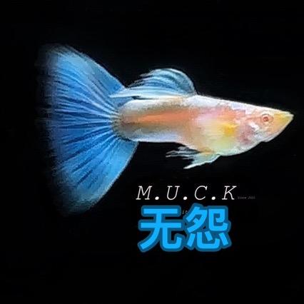 无怨精品孔雀鱼 小号