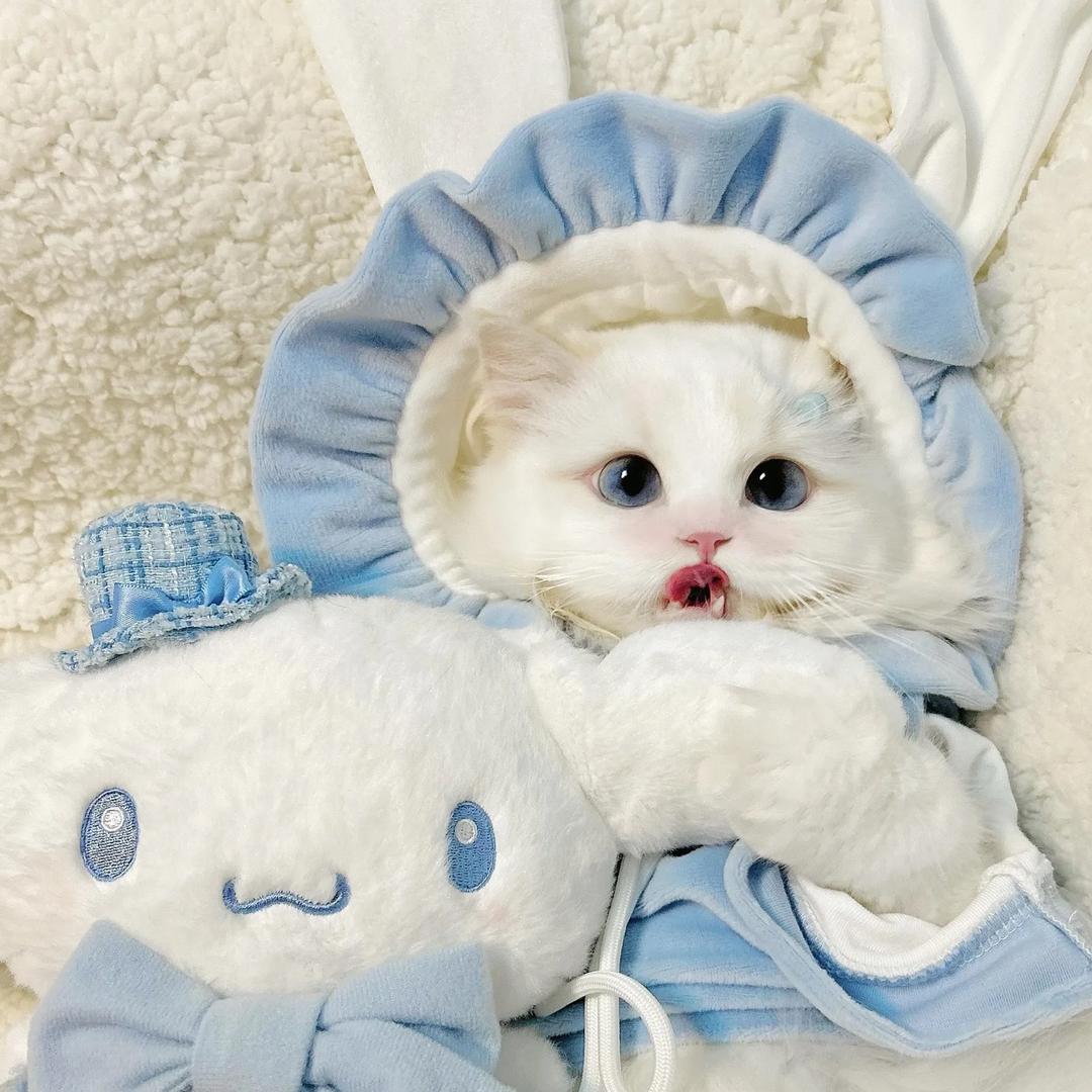 猫之岛猫舍
