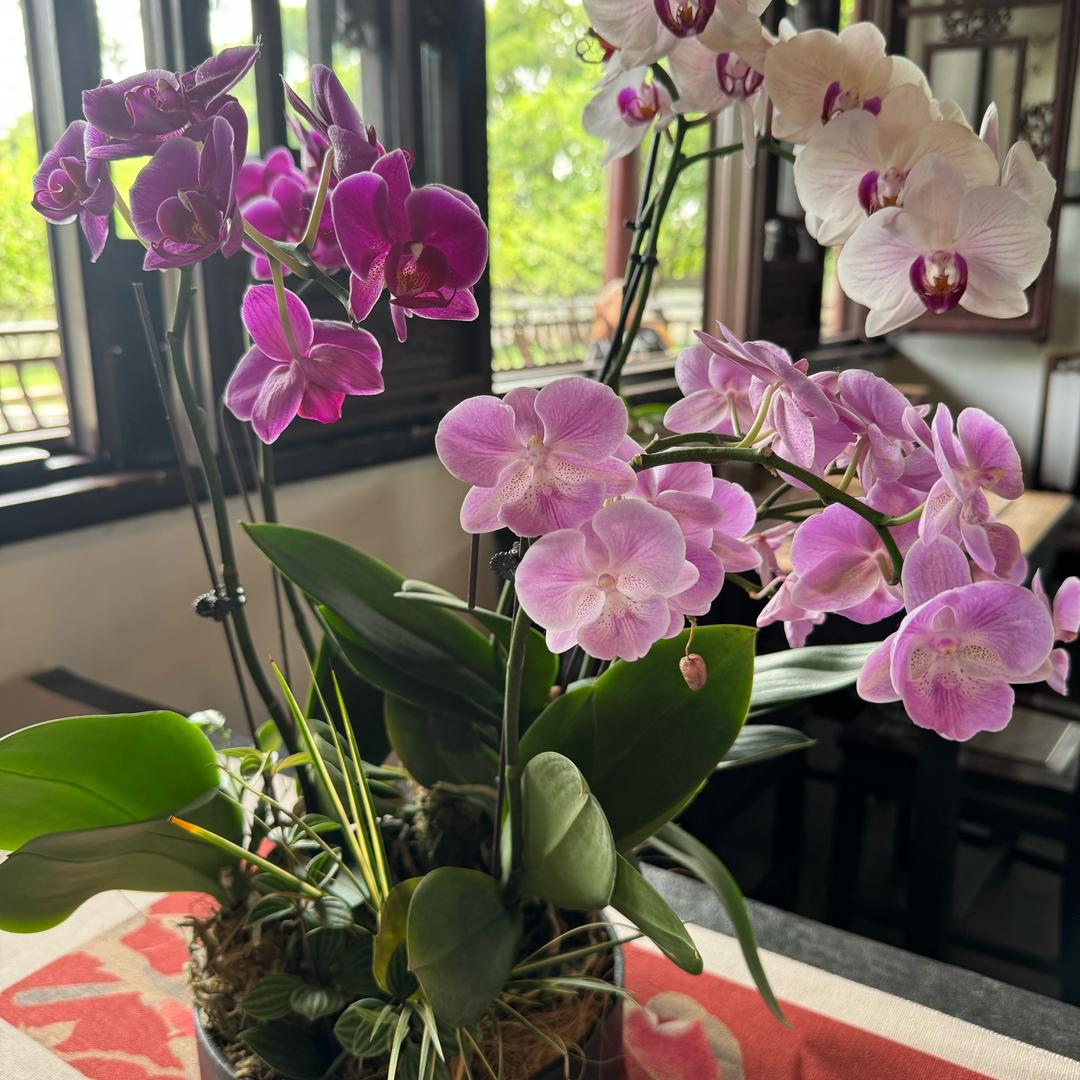 王者荣耀—菜菜