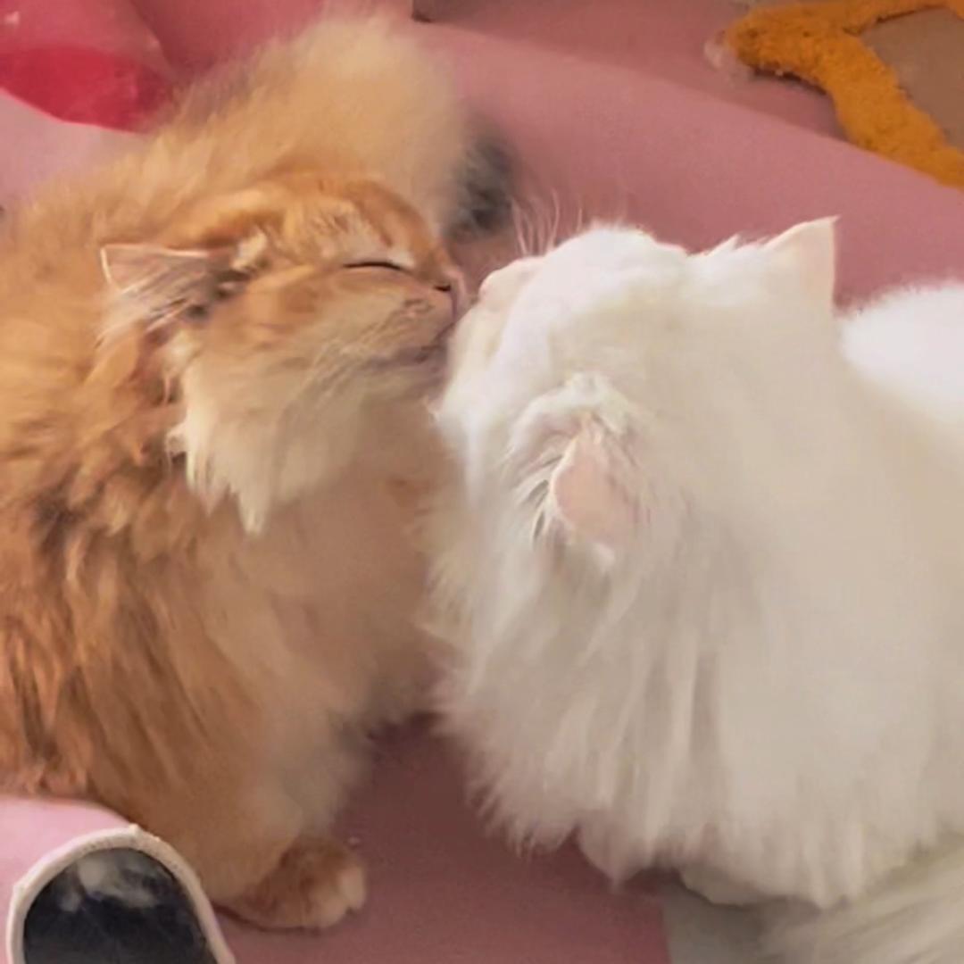 木子的猫