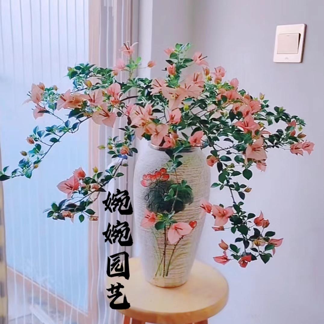 婉婉园艺