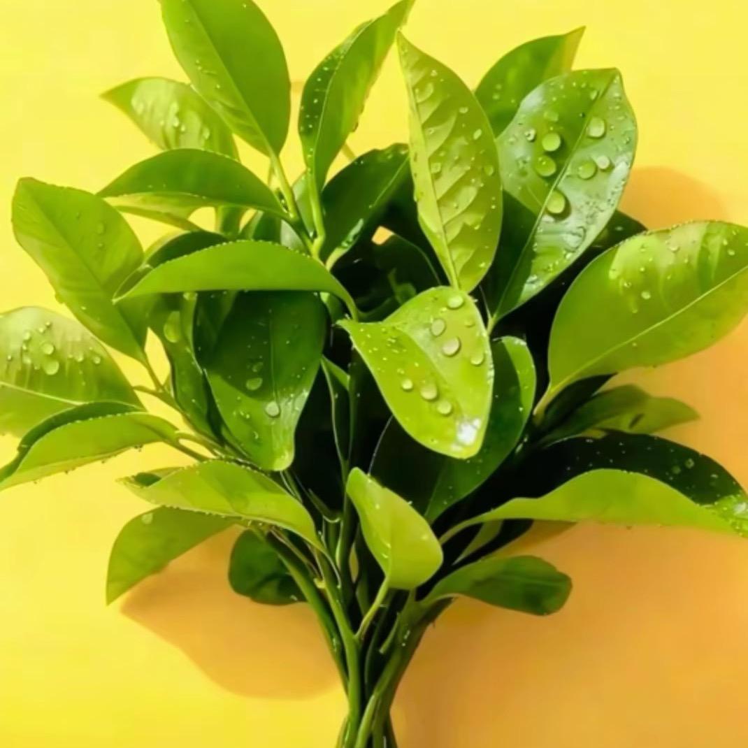 两个公主的妈咪