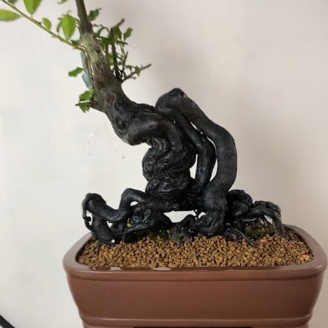 遇见金弹子盆景
