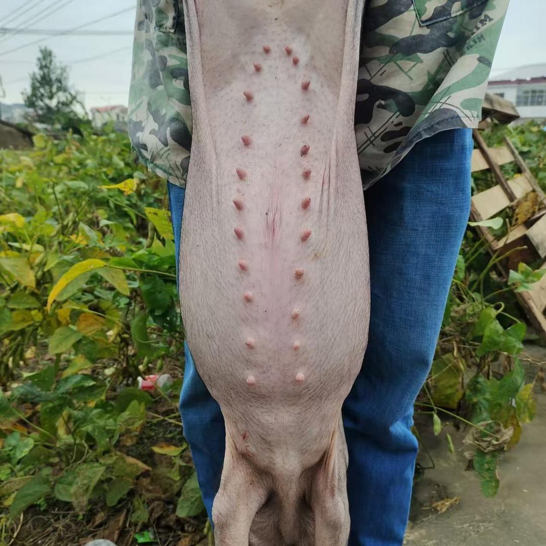 友盛种猪繁育基地