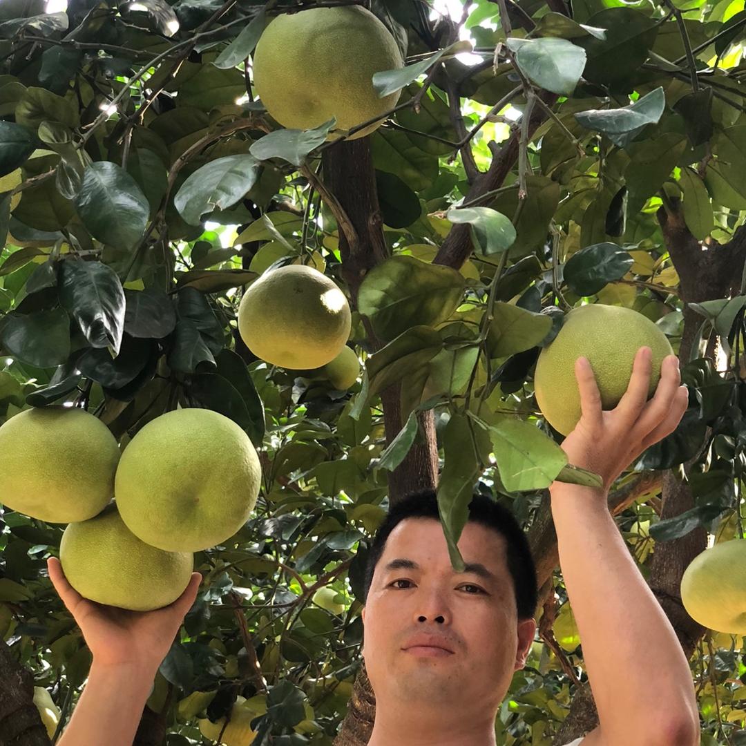 度尾红心文旦柚，柚香柚甜