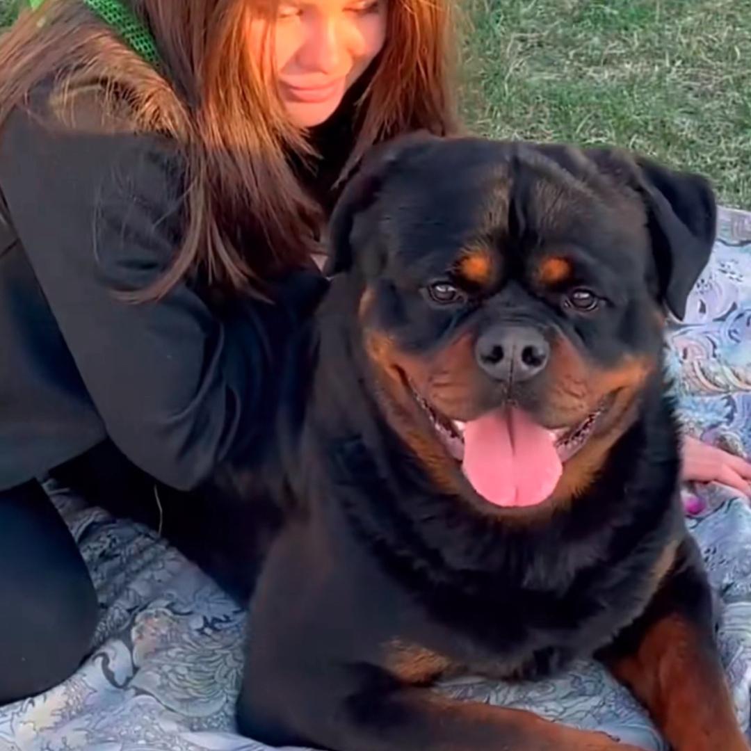 辛皓养犬（自养自繁）