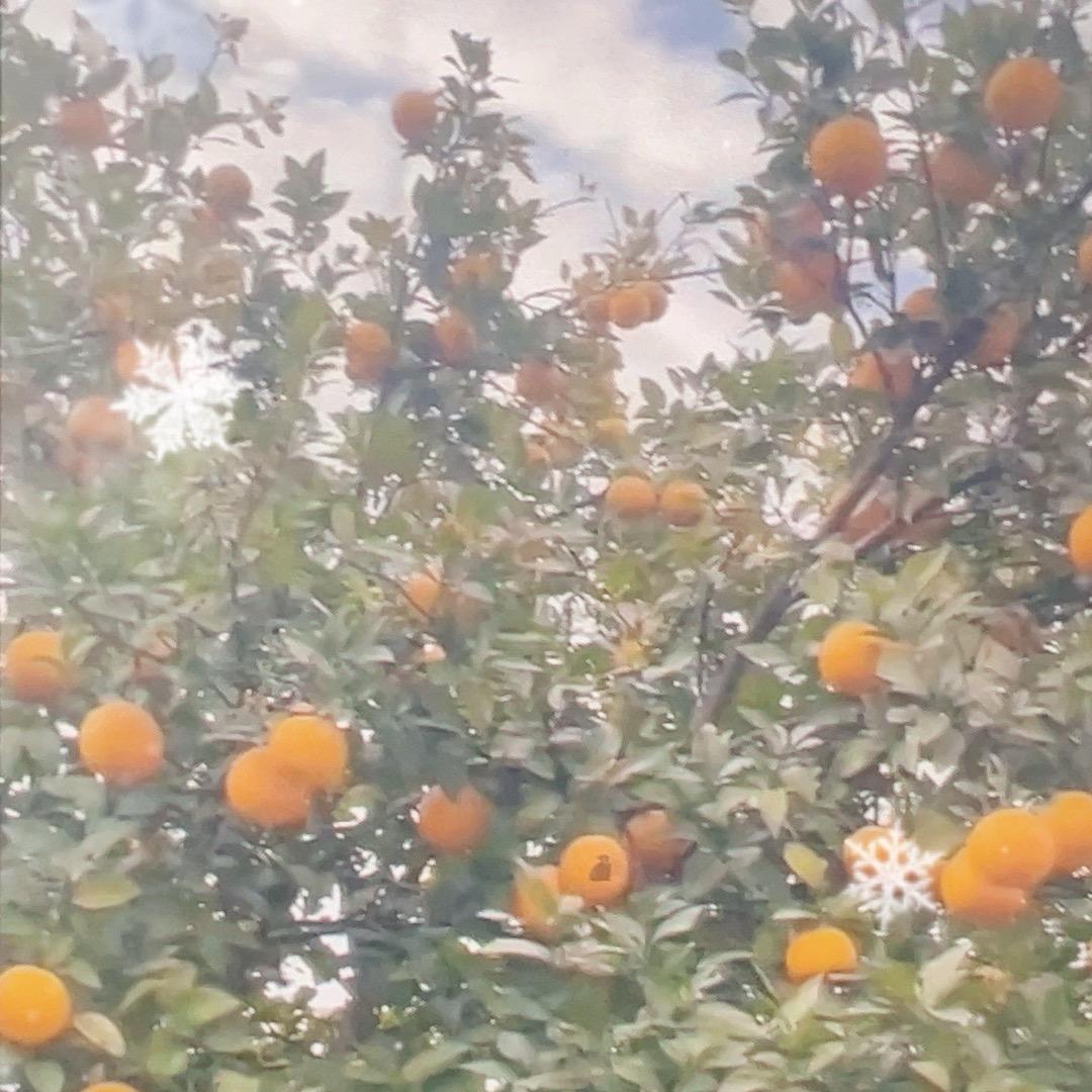 自主下单肖平22号店