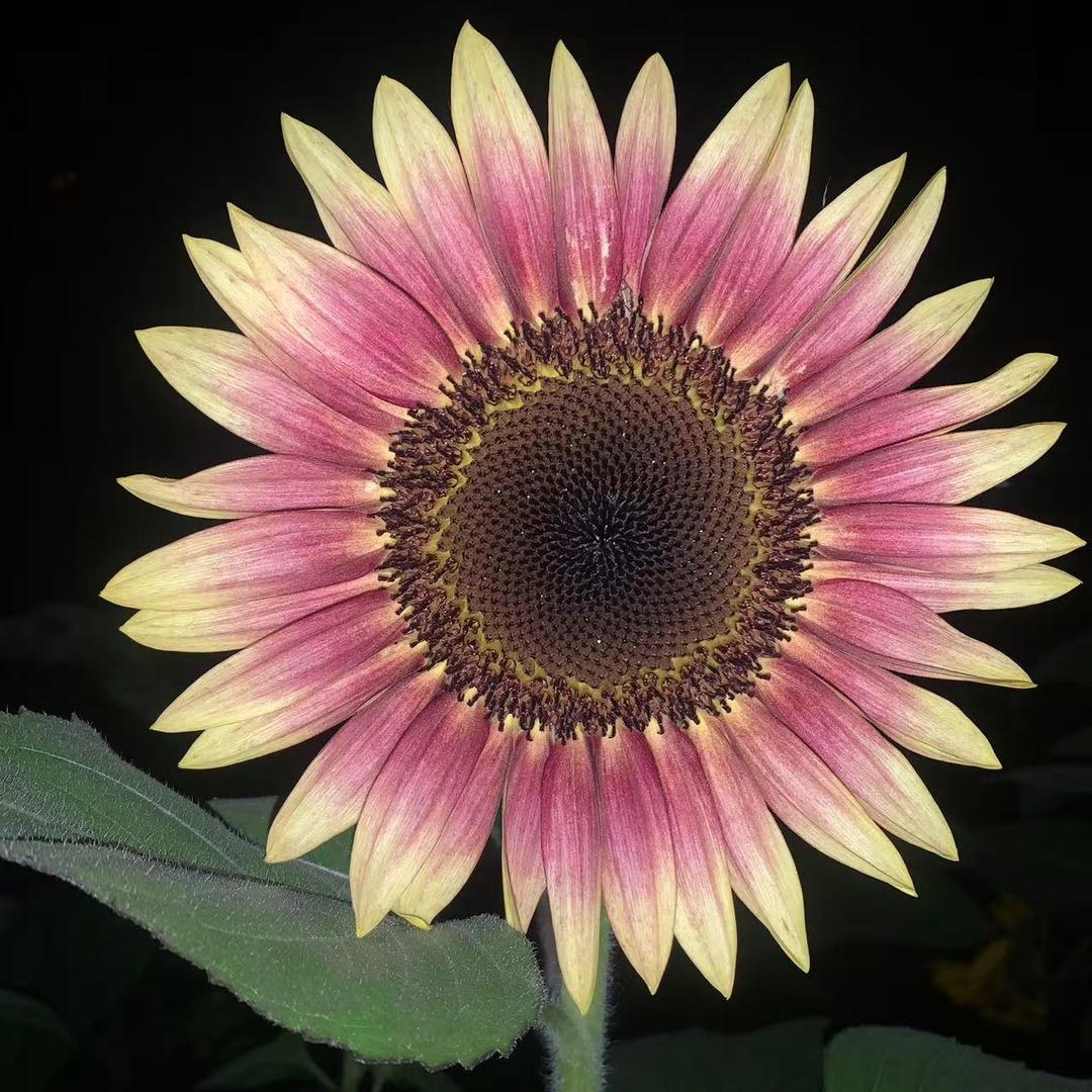 周末玩泥巴种菜