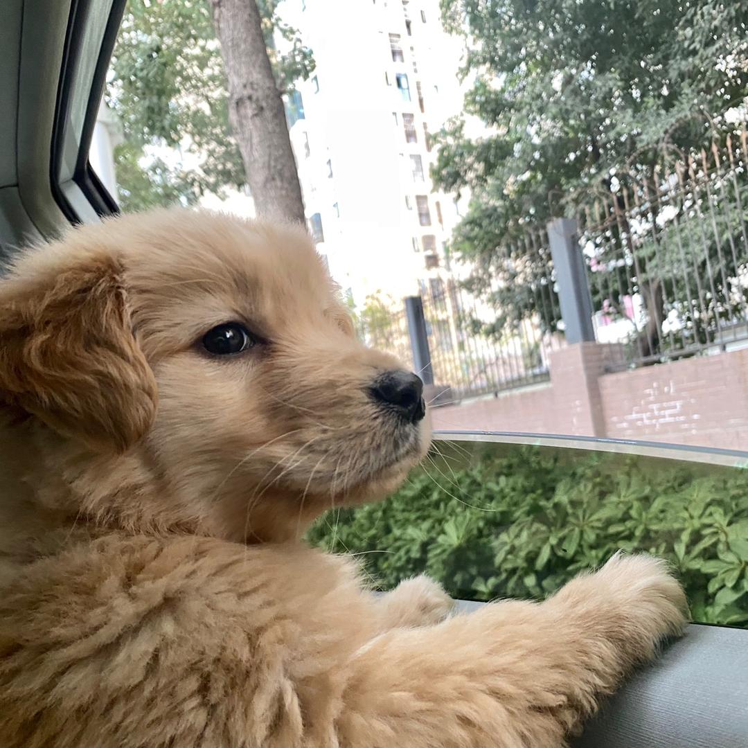 一只眠羊