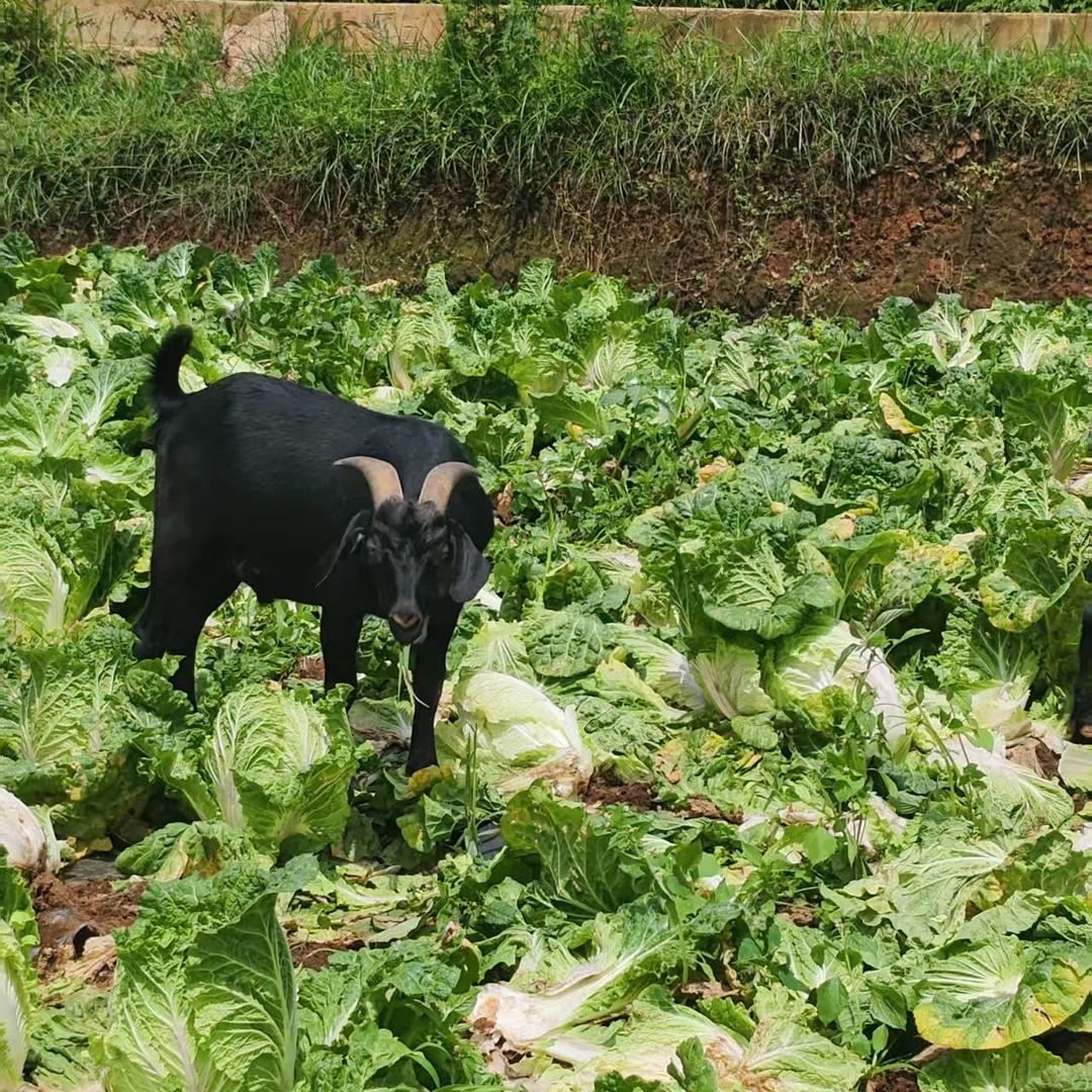 贵州省威宁县炉山镇佑香羊肉店