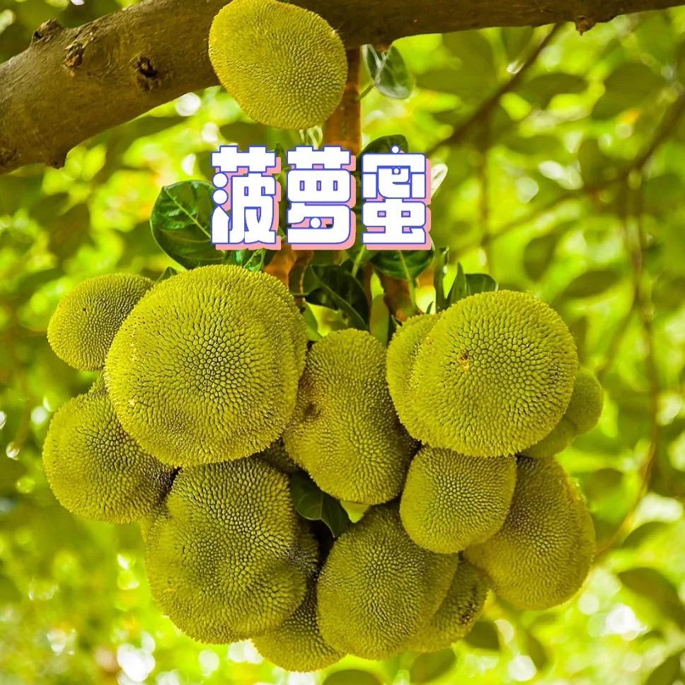 水果农夫