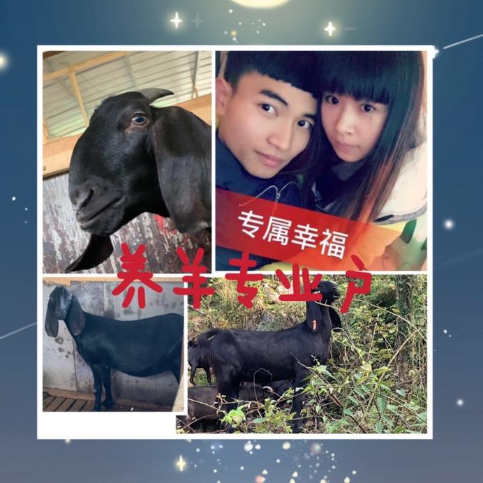 霞妹黑山羊养殖