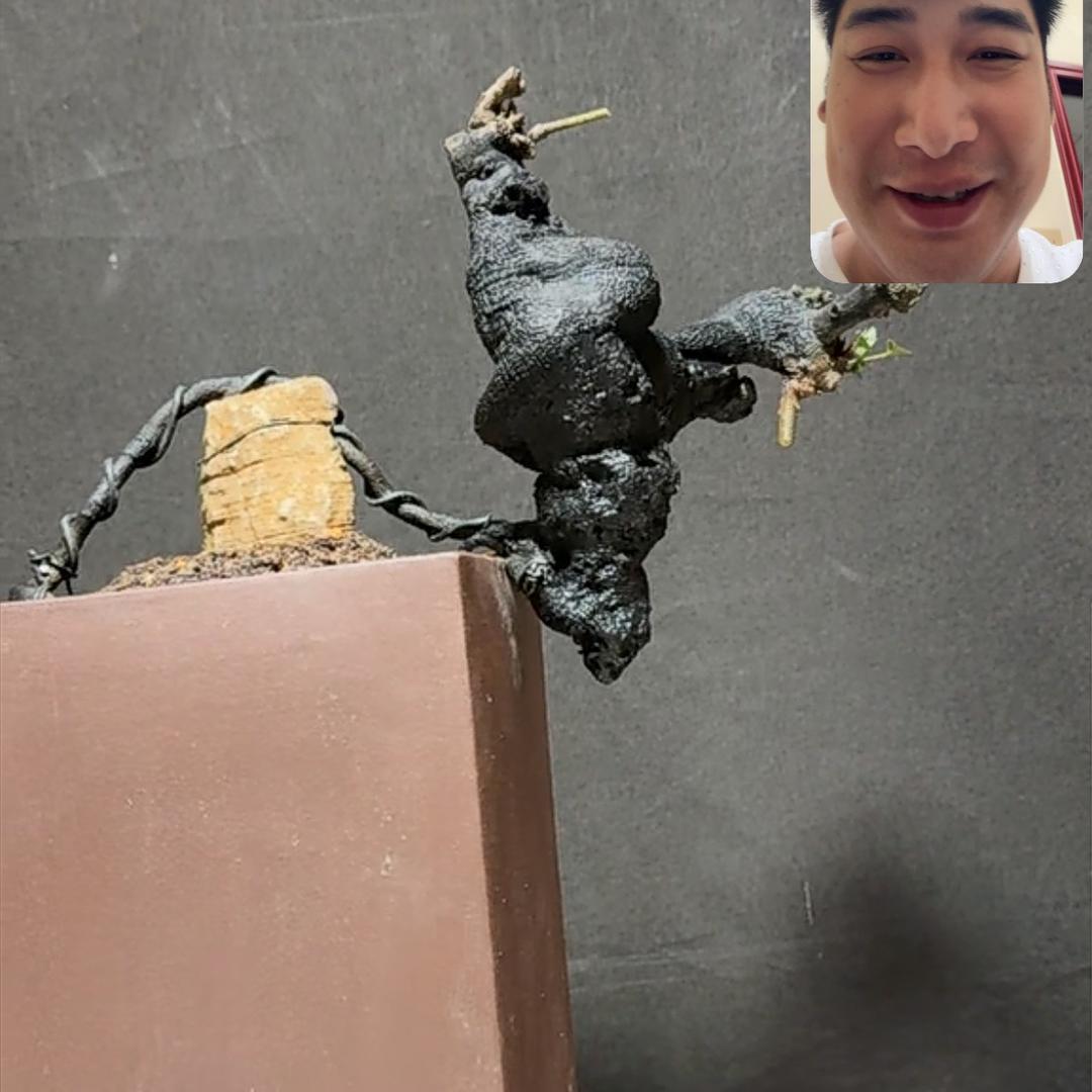 刘才才金弹子园艺二