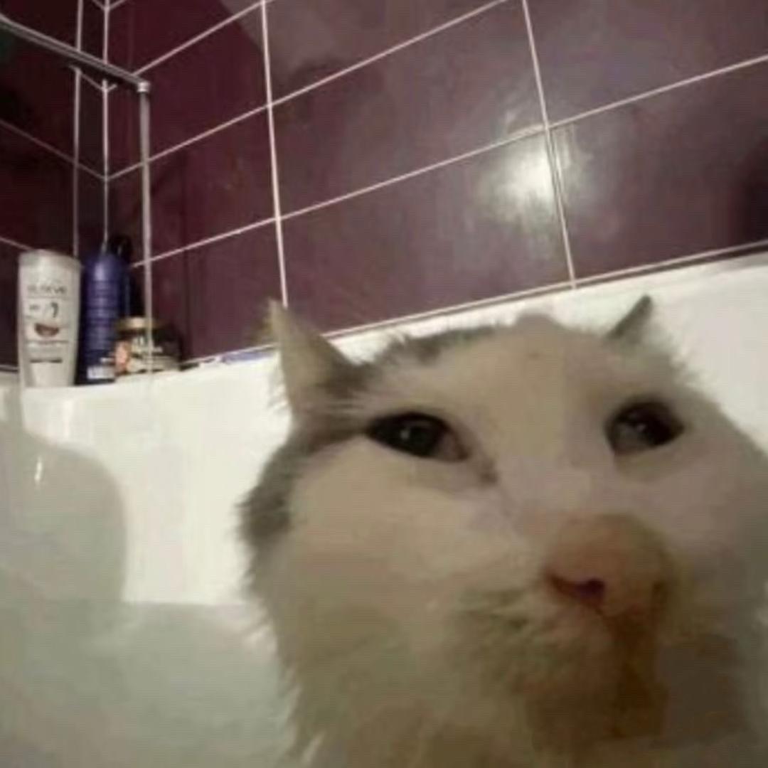 快乐猫猫头