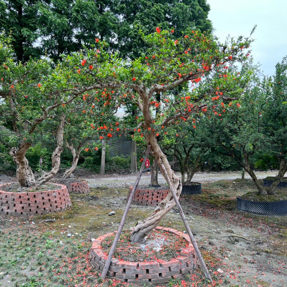 望川园艺产品精选铺子