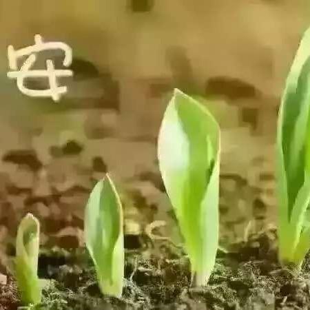 草莓🍓