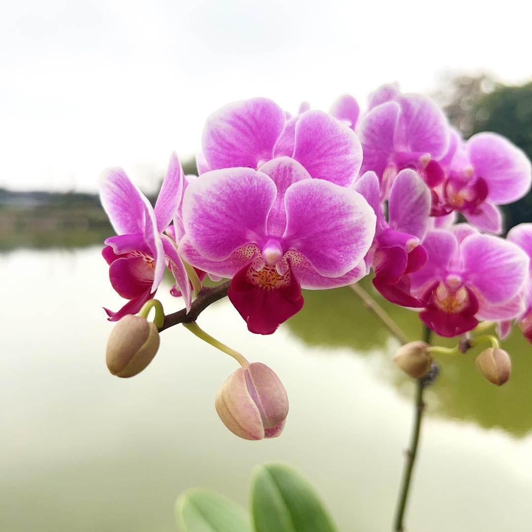 欢喜蝴蝶兰花园