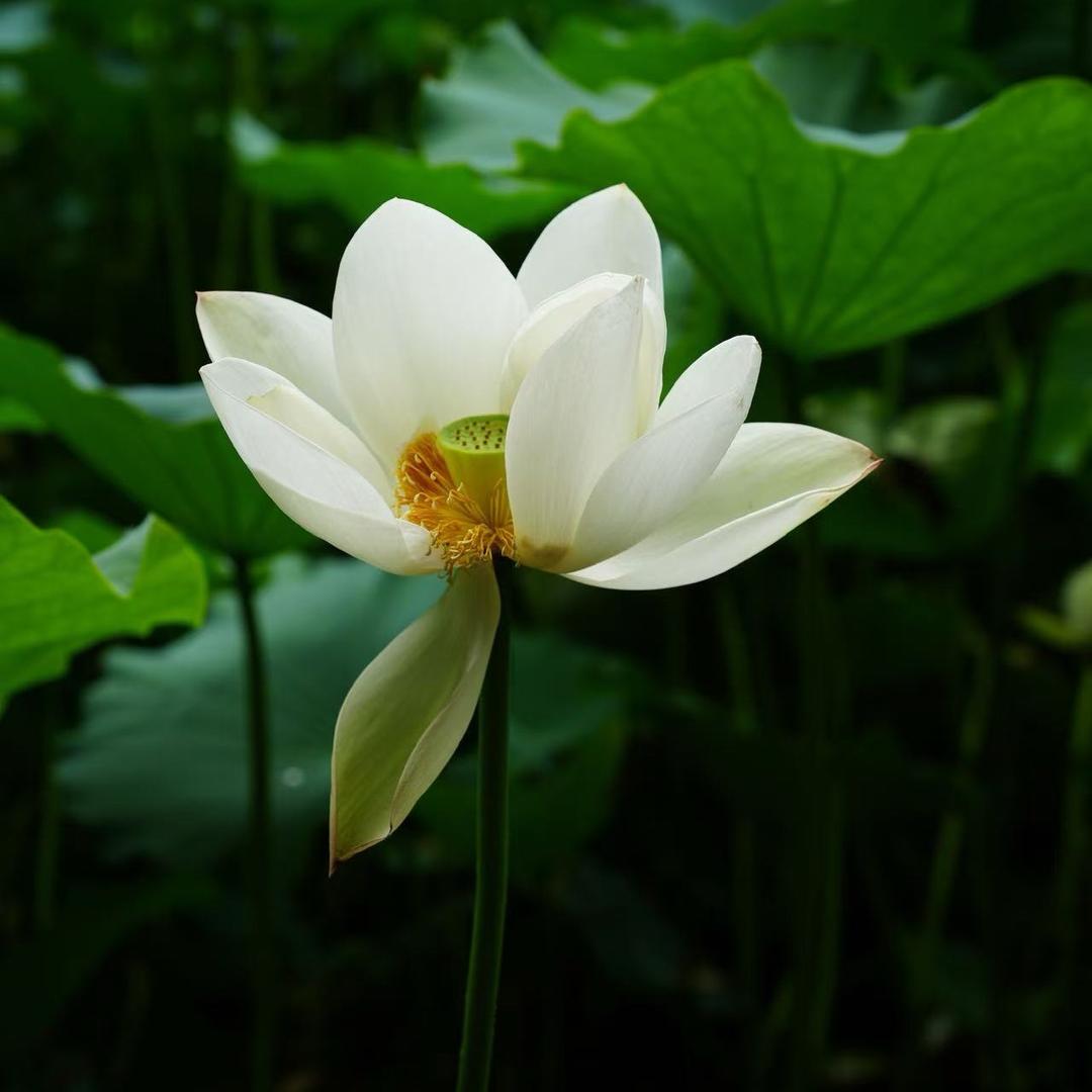 花好月不圆