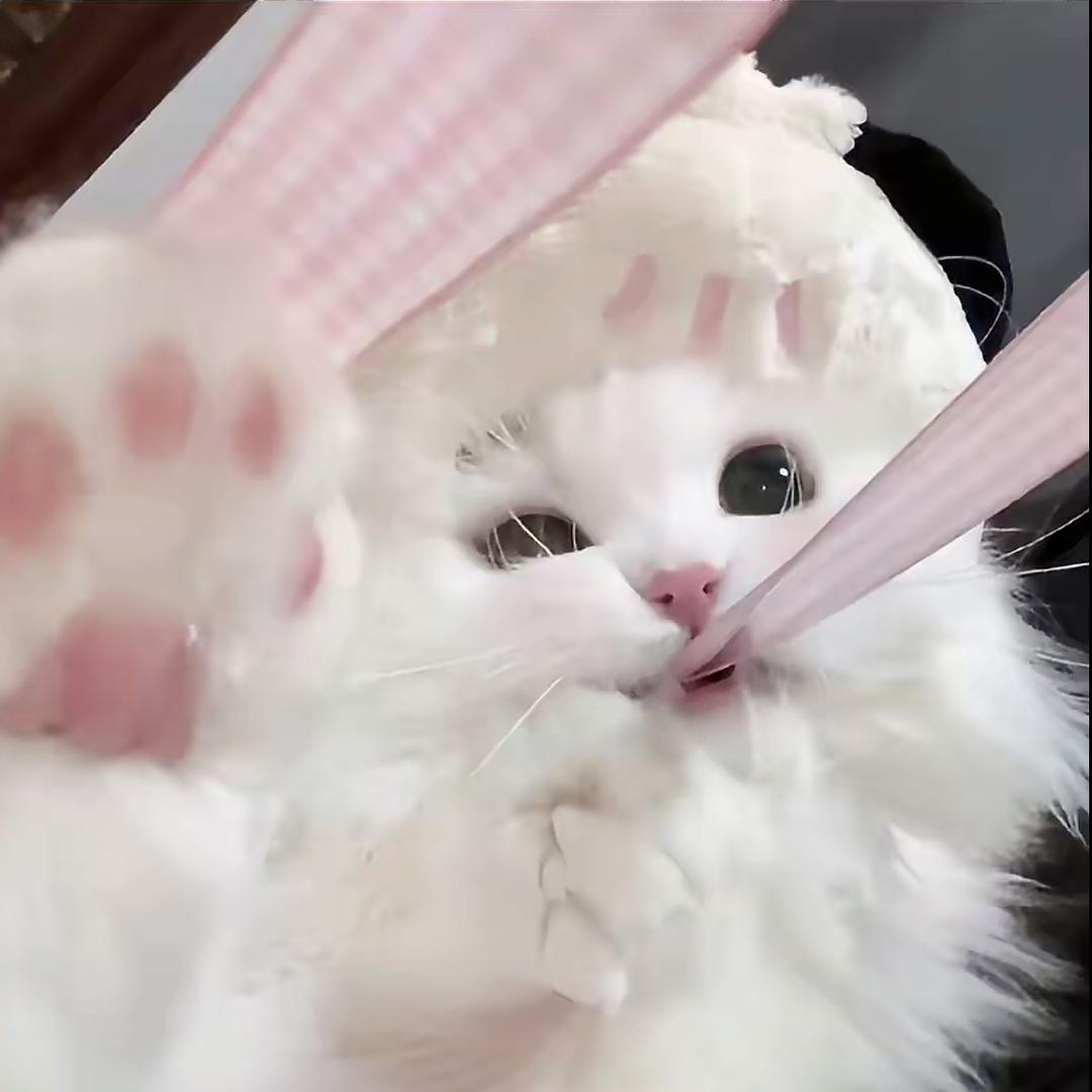 恋爱总被绿