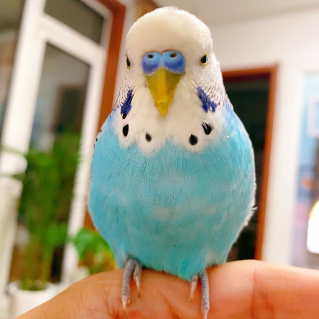 蒜瓣儿哥哥人挺好