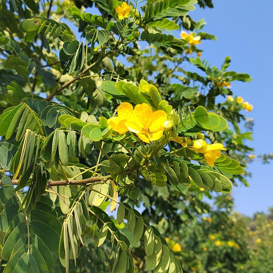 春风十里🍃☀️🍀