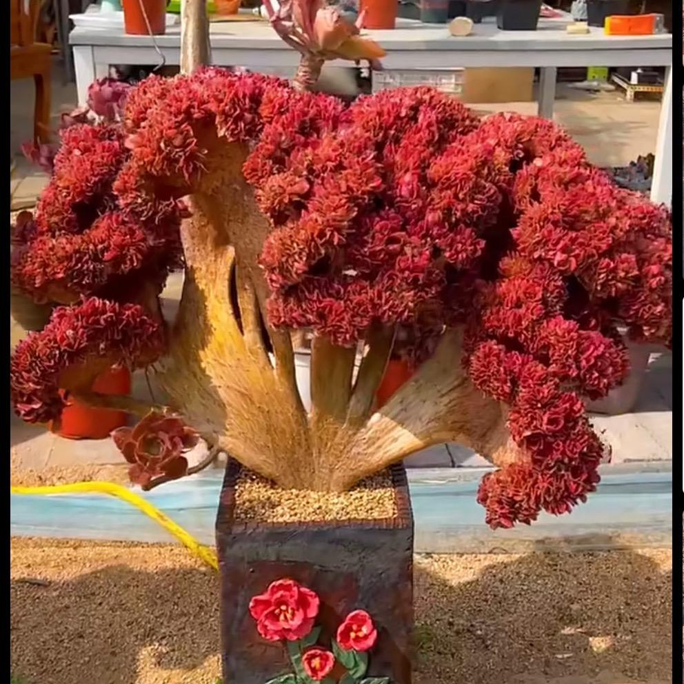 静花源园艺中心