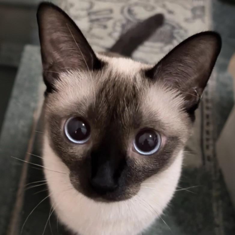 麻鸡蛋2.0