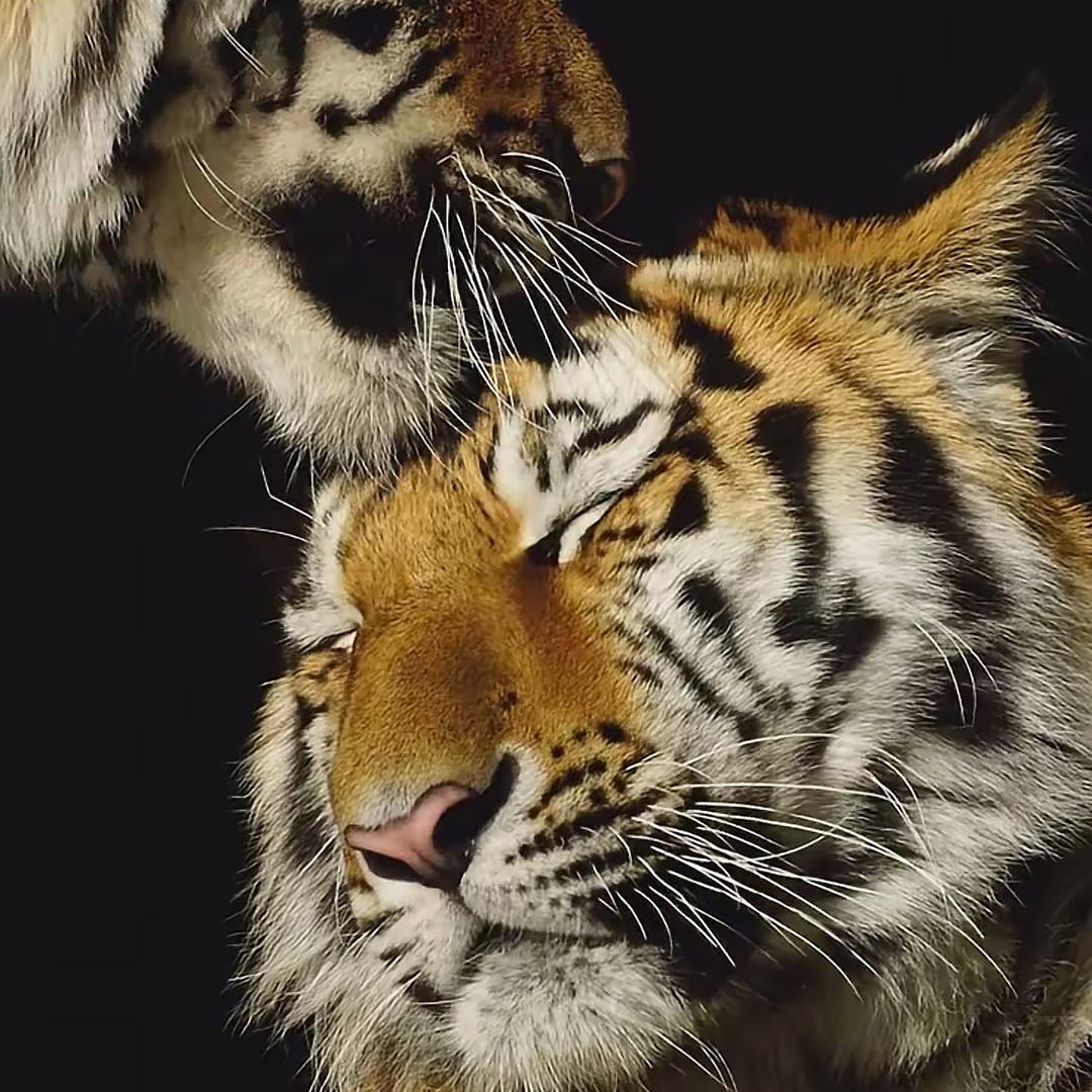 TIGER  🐅