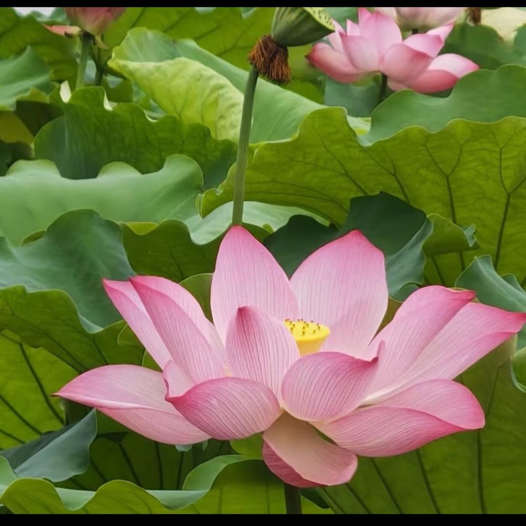 花开富贵真得好