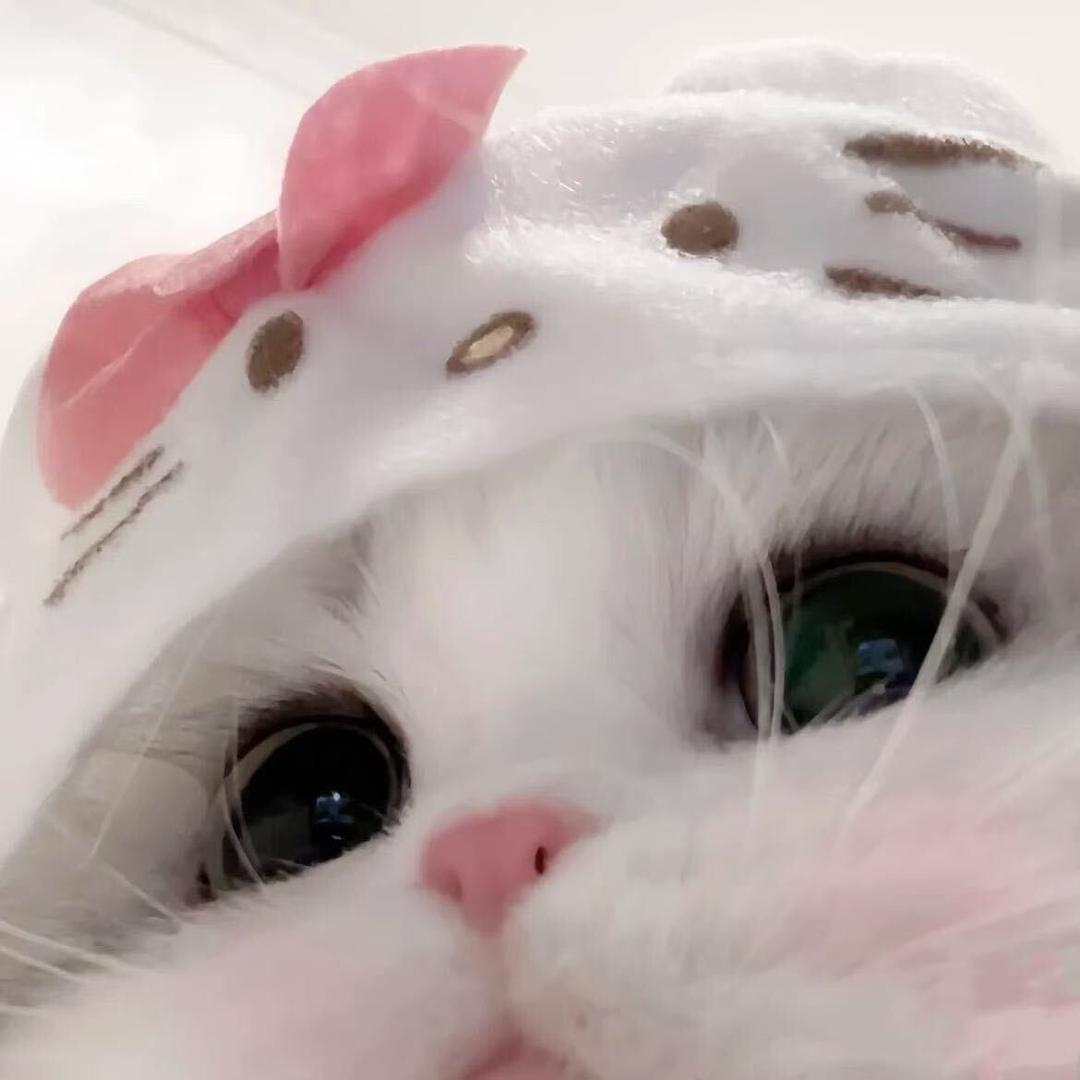 无敌美味猫粮99