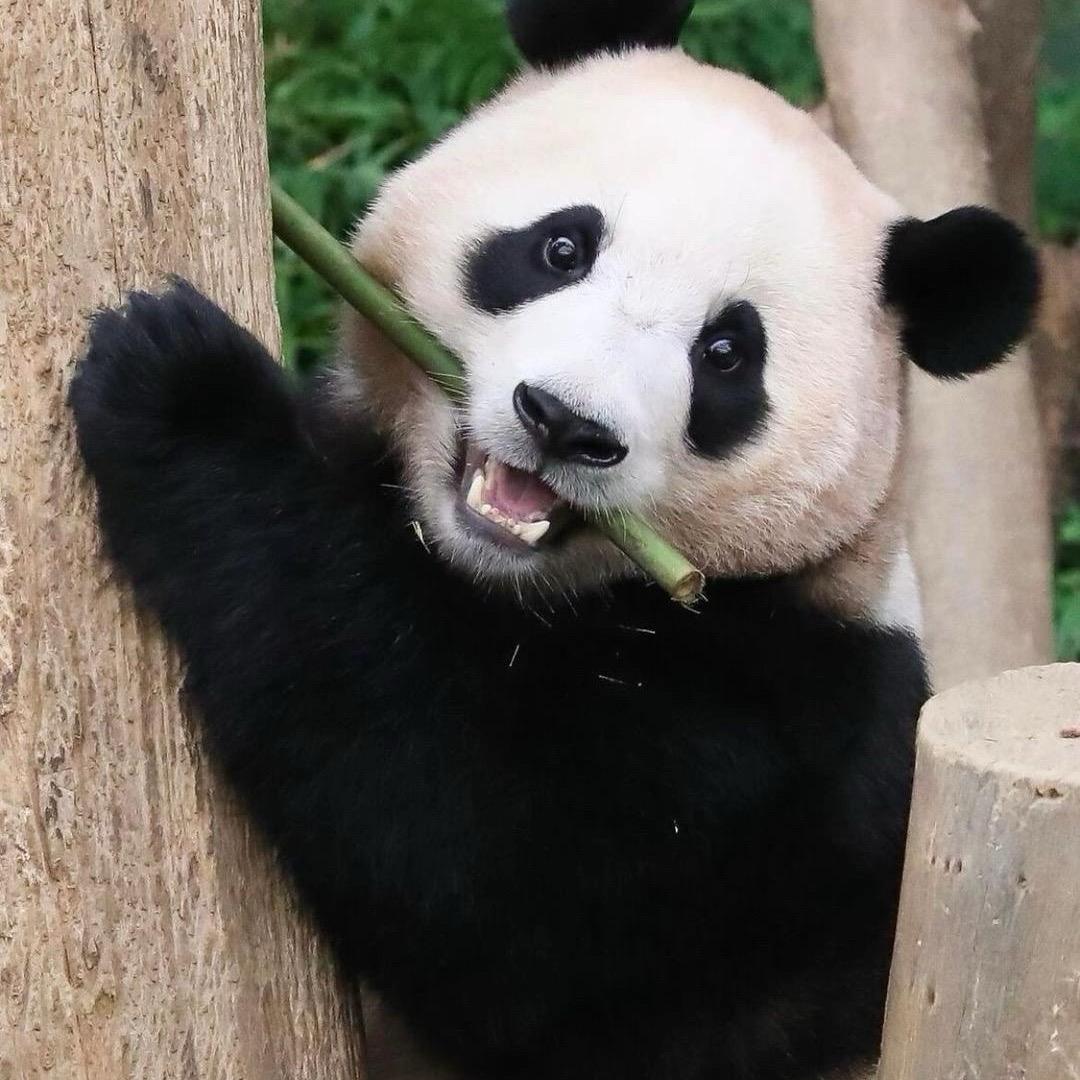 😀😃😄