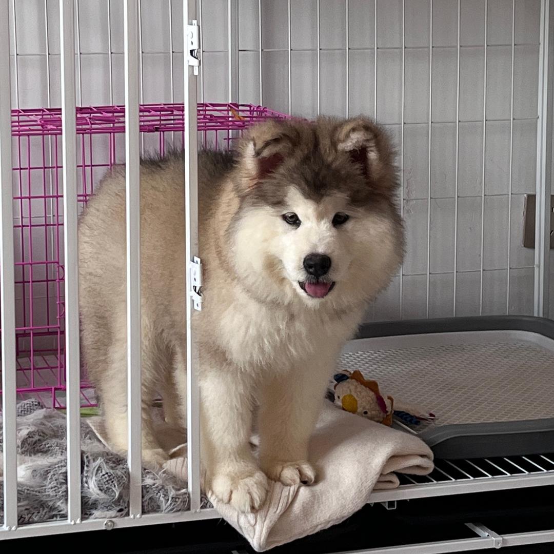 一颗奔跑的小樱桃