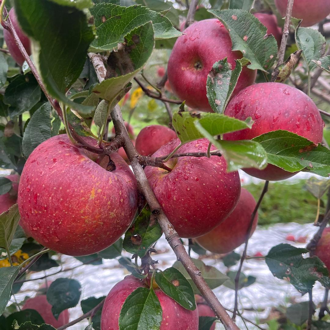 呱妹鲜果