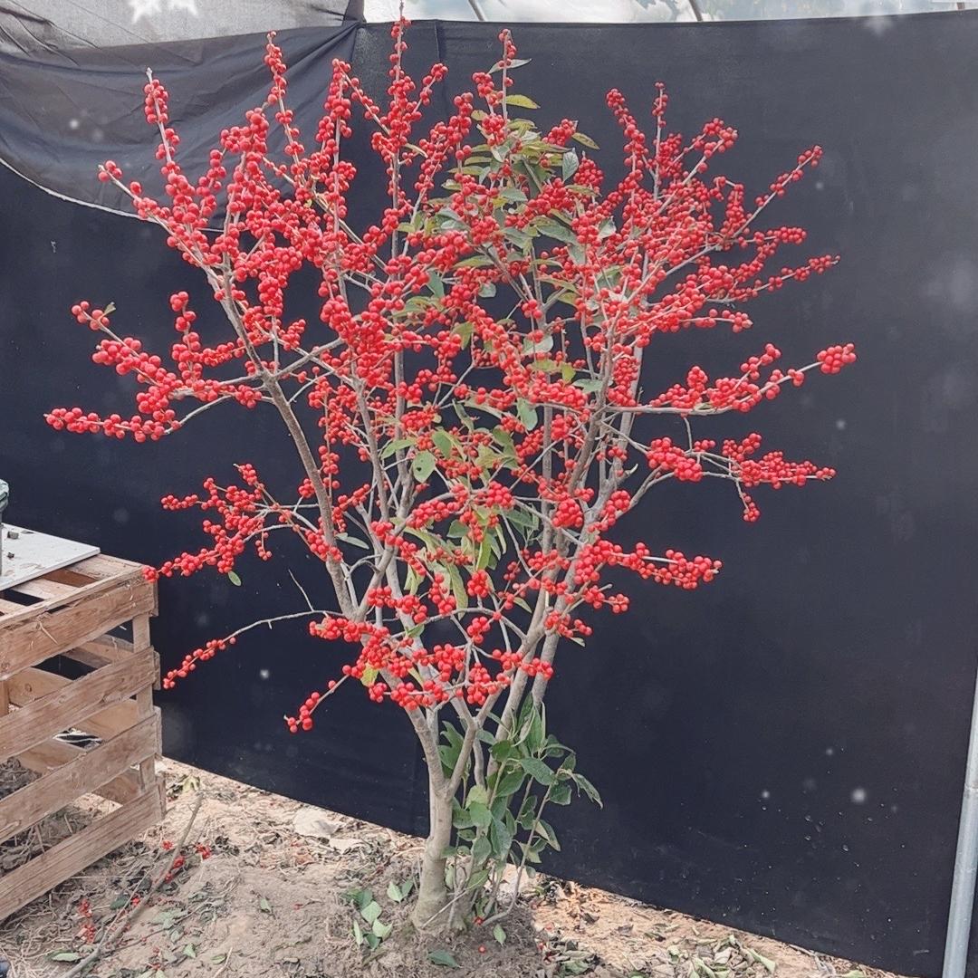 @沭莉花奔园艺场北美冬青