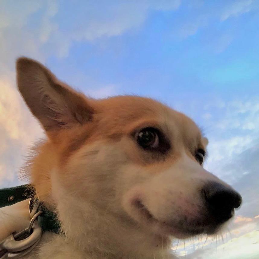 喜羊羊的好朋友