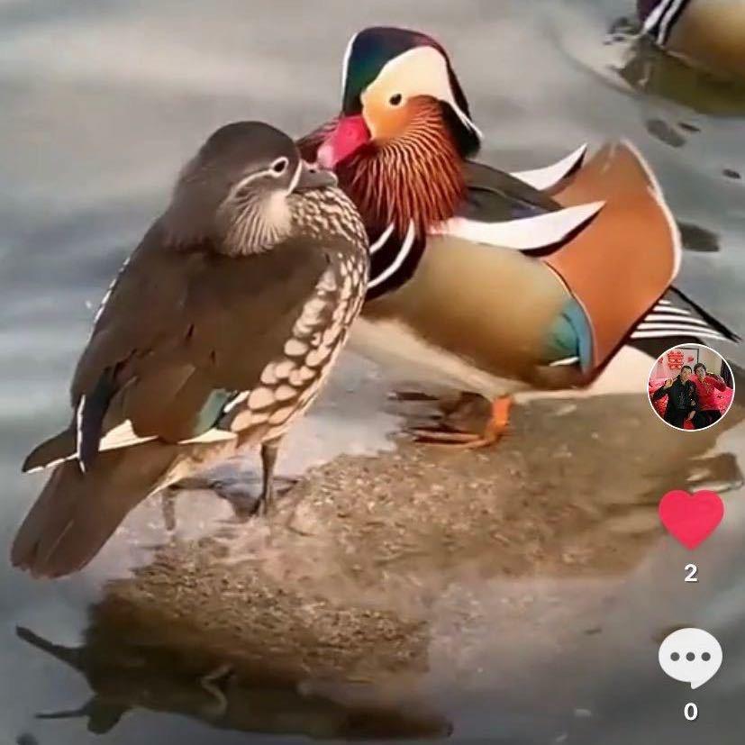 白奶奶