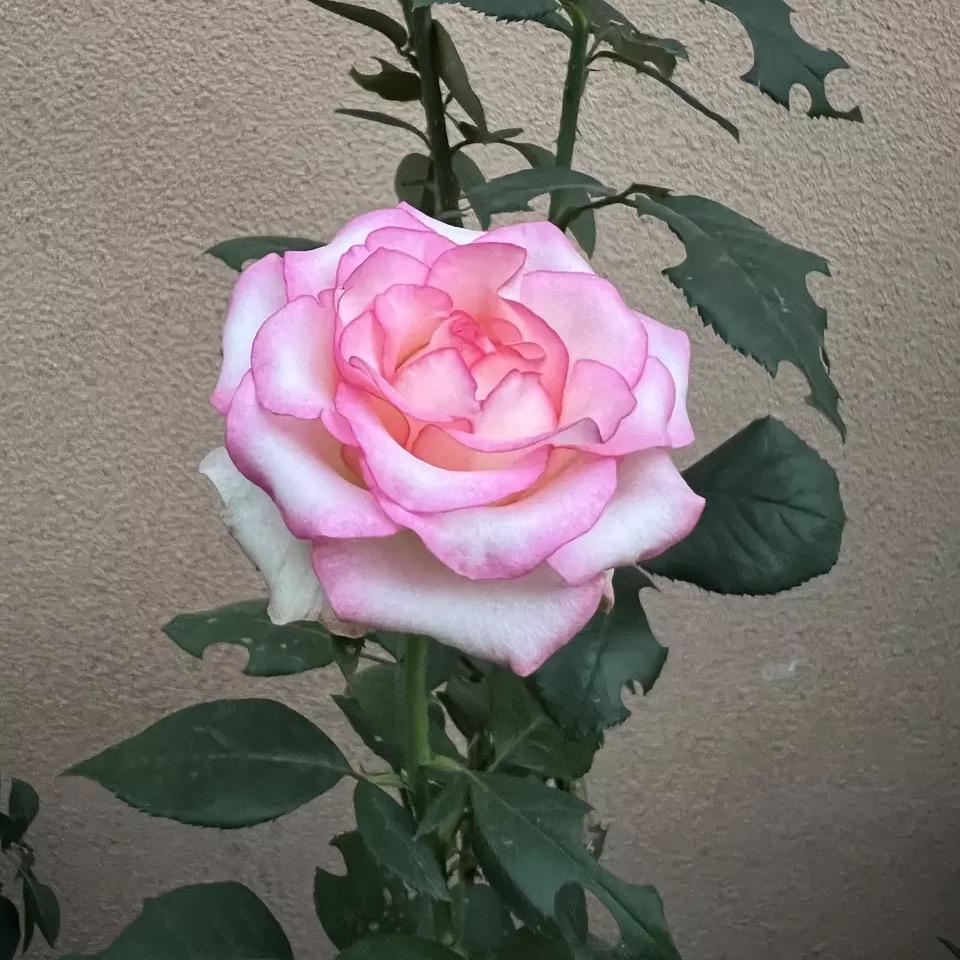 💞ঞᩚ᭄半颗糖ꦿꕥ້໌ᮨ💕