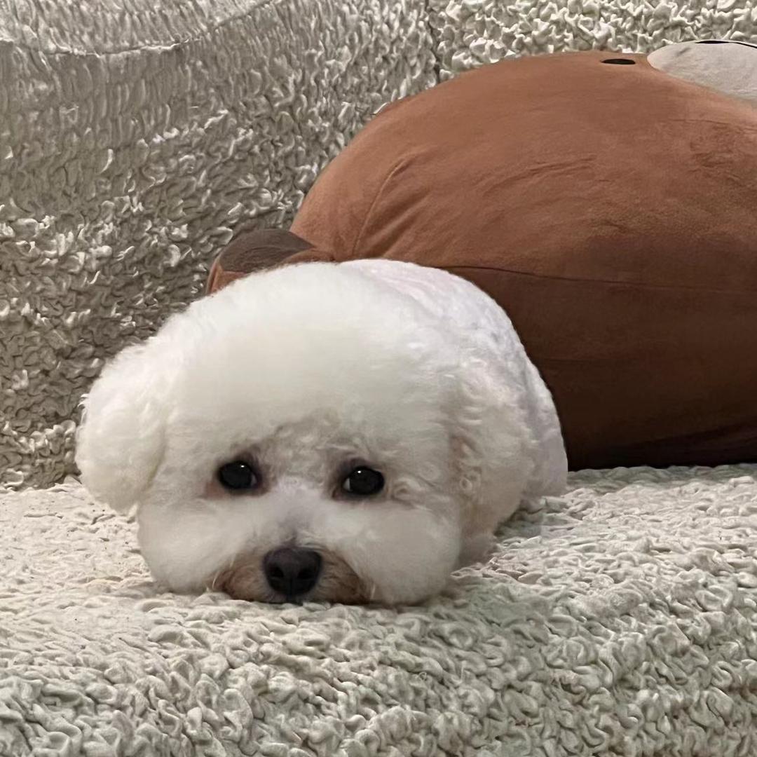 小可爱咋咋厉害了