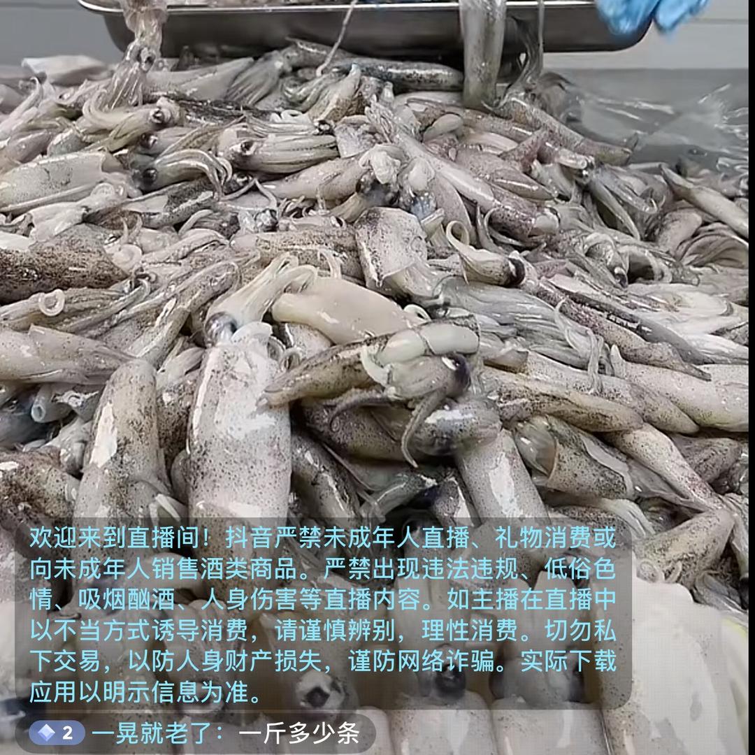 笔管鱼 海兔码头直发批发