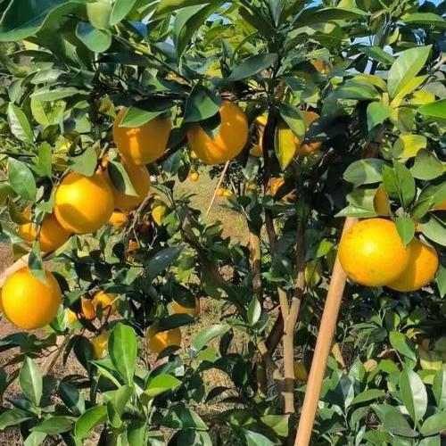 而典商贸好货店