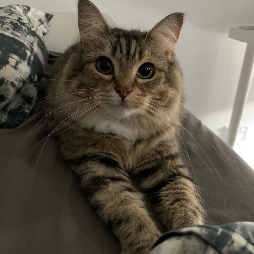 Luna不是只狸花猫@抖音