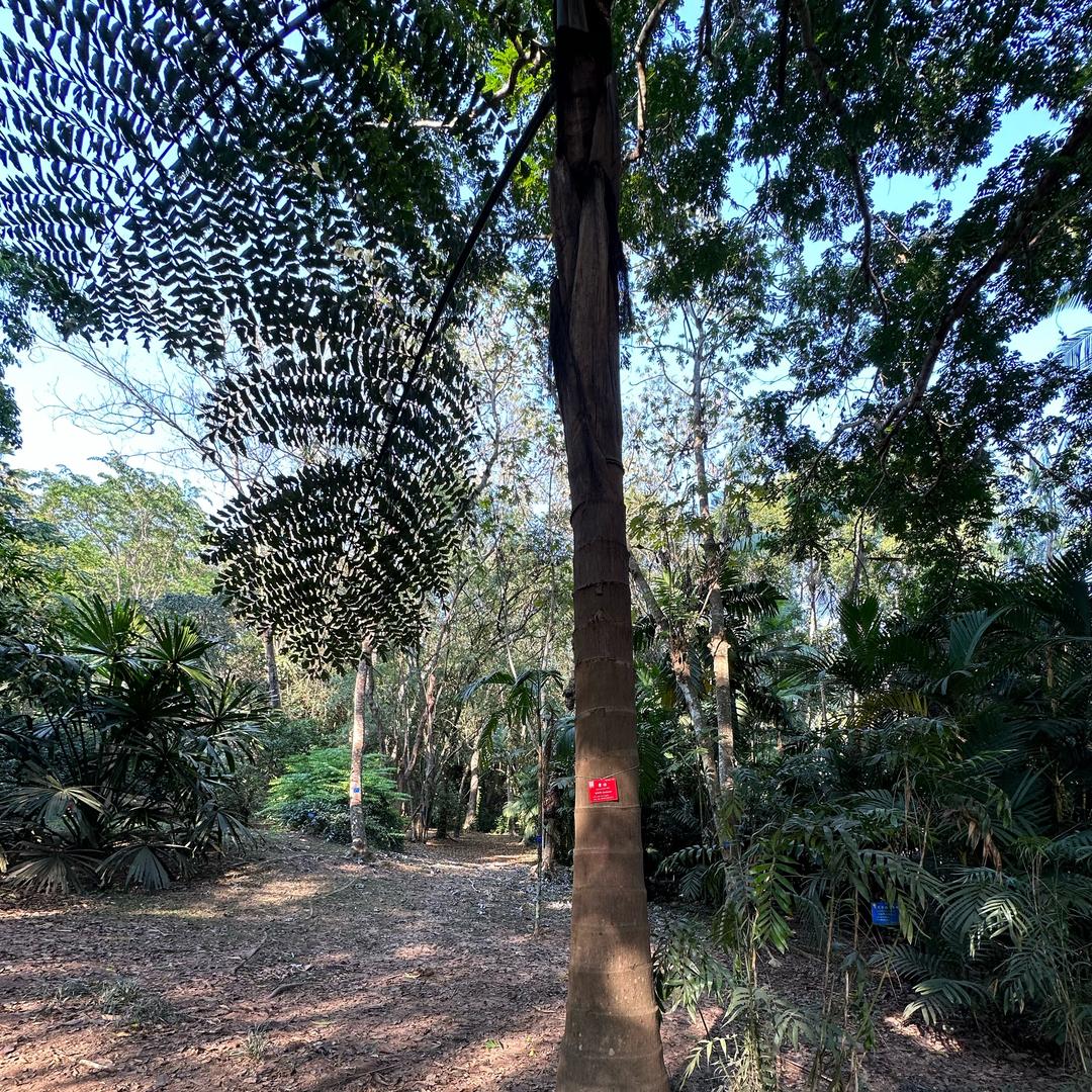 落叶🍃