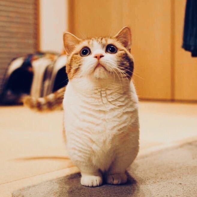 秋刀鱼在日本½