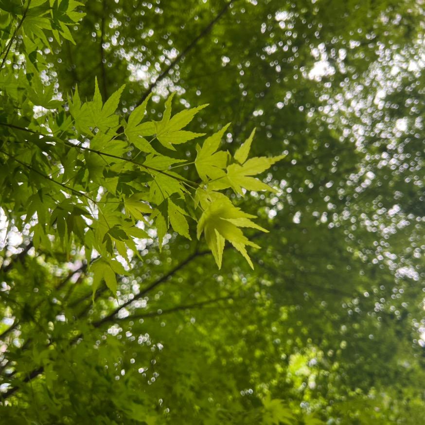 🍃