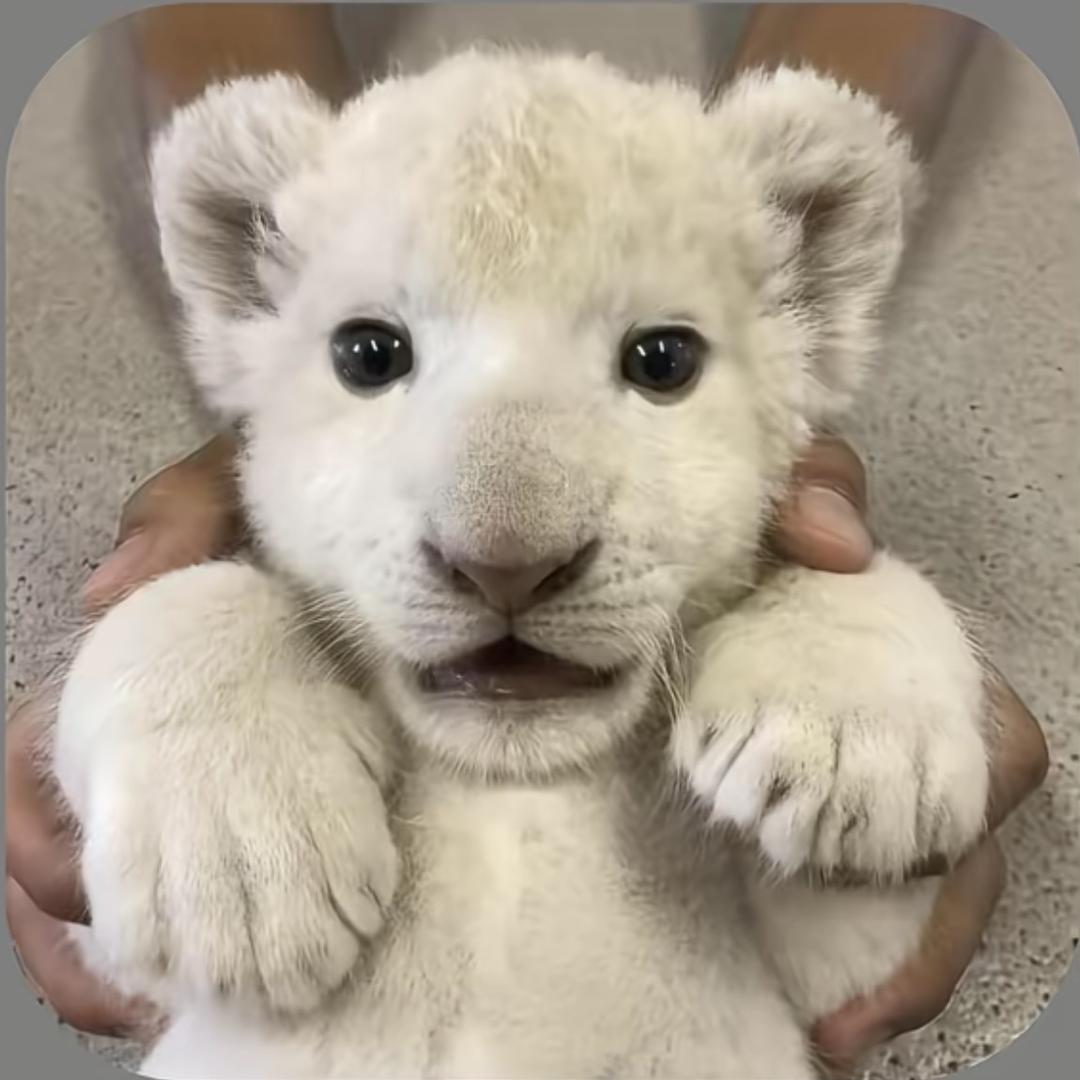 小博·大俊（套狗王）